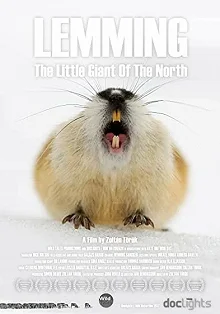 Постер Лемминг. Маленький гигант севера (Lemming, the little giant of the North)